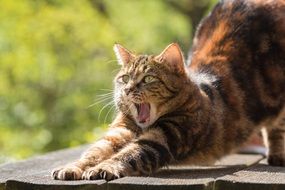 Cat Tired Yawn