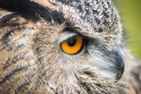 side view of owl's head