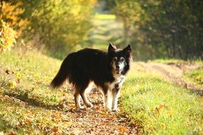 border collie in autumn park