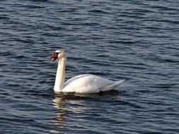 beautiful white swan with open beak
