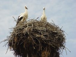 two storks in a large nest against the sky