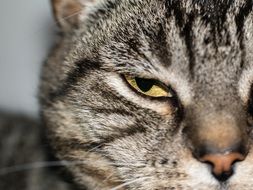 portrait of a dozing tiger cat