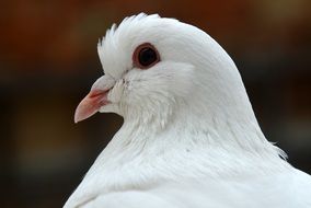 wite Dove with pink beak, head portrait