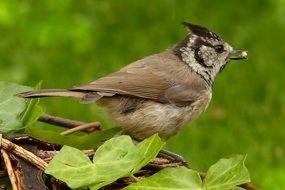 foraging crested tit