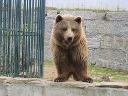 cute Bear Animal in Zoo