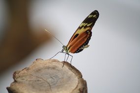 butterfly insect nature macro photo