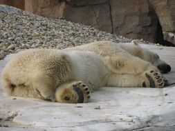 Sleeping Polar Bear in zoo