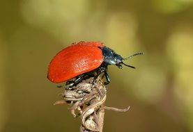 red beetle on a dry branch