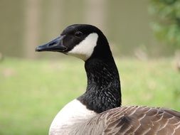 nice canada Goose