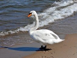 Swan on the coast