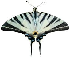 Butterfly Png Transparent Ali