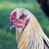 portrait of a chicken among nature close-up on blurred background