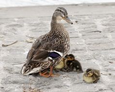 gray duck with ducklings on the pavement
