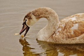 brown swan in the lake