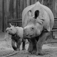 mother rhinocero with baby