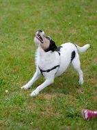 Dog Hybrid Play