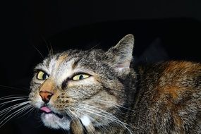 portrait of a cat at night