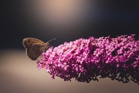 macro view of brown butterfly on purple lilac flowers