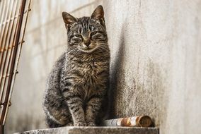 gray cat with sleepy eyes near the wall