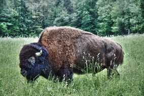 photo of a bison on a forest meadow