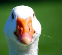 blade of grass in the beak of a white goose