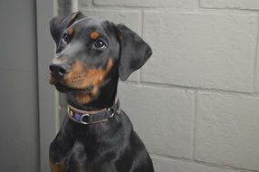 portrait of the domestic Doberman Dog