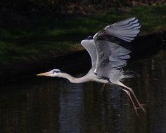 Heron bird in a Flight