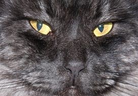 portrait of Black Cat Head