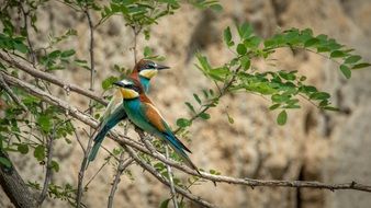 two perched european bee-eaters