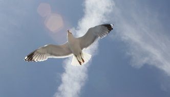 soaring free seagull