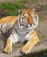 resting majestic tiger