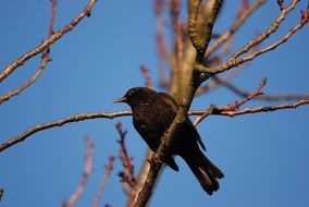 Blackbird on branch at blue sky