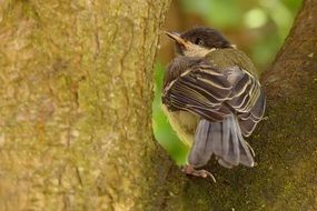 great tit between tree branches