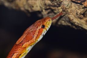 perfect beautiful Corn Snake