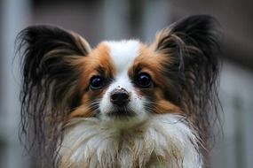 papillon portrait