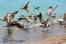 Seagulls on the water