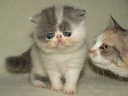 photo of a cute kitten and a cat's head