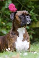 Boxer Dog in a garden