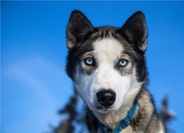 portrait of a husky in Alaska