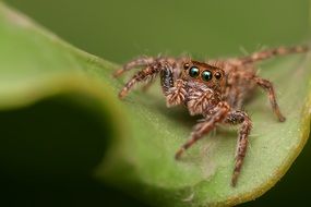 hairy jumping spider