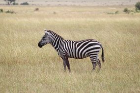 zebra in the desert in Africa