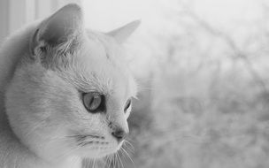 Black and white photo of the white cat