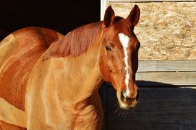 horse shaved for winter