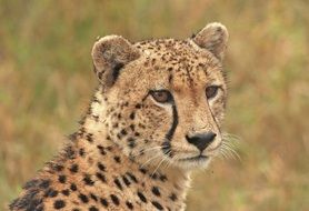 portrait of a cheetah