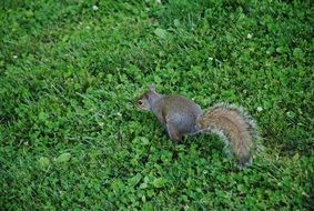 perfect beautiful Cute Furry Squirrel