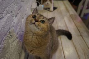 Pretty British Shorthair Cat close-up on blurred background