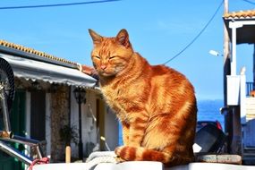 red Beautiful cat asleep on the island