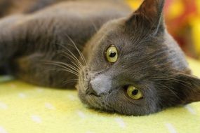 portrait of a dark grey cat