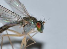 dragonfly on a white background closeup