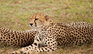 couple of cheetahs in kenya